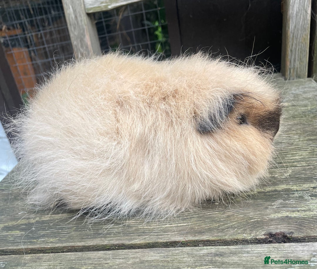 Guinea Pig rodents for sale: Lovely friendly Swiss sow - Image 3