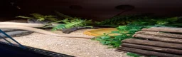 Python Snake reptiles for sale: Royal python - Advert 6