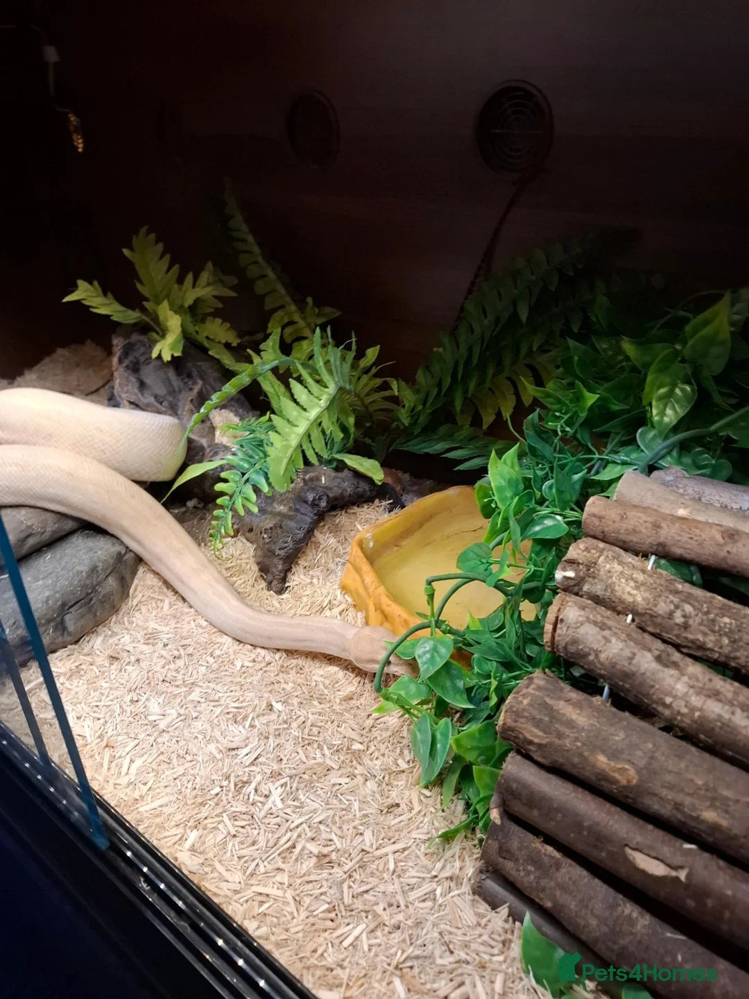 Python Snake reptiles for sale: Royal python - Advert 6