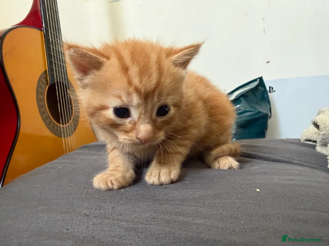 Mixed Breed cats for sale: Mixed Breed Kittens 1 M 3 F - Advert 11