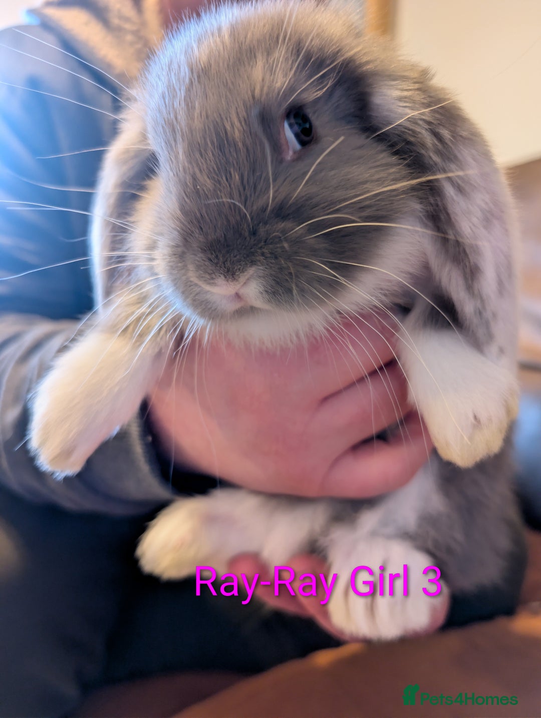 Continental Giant rabbits for sale: Giant bunnies  - Advert 6