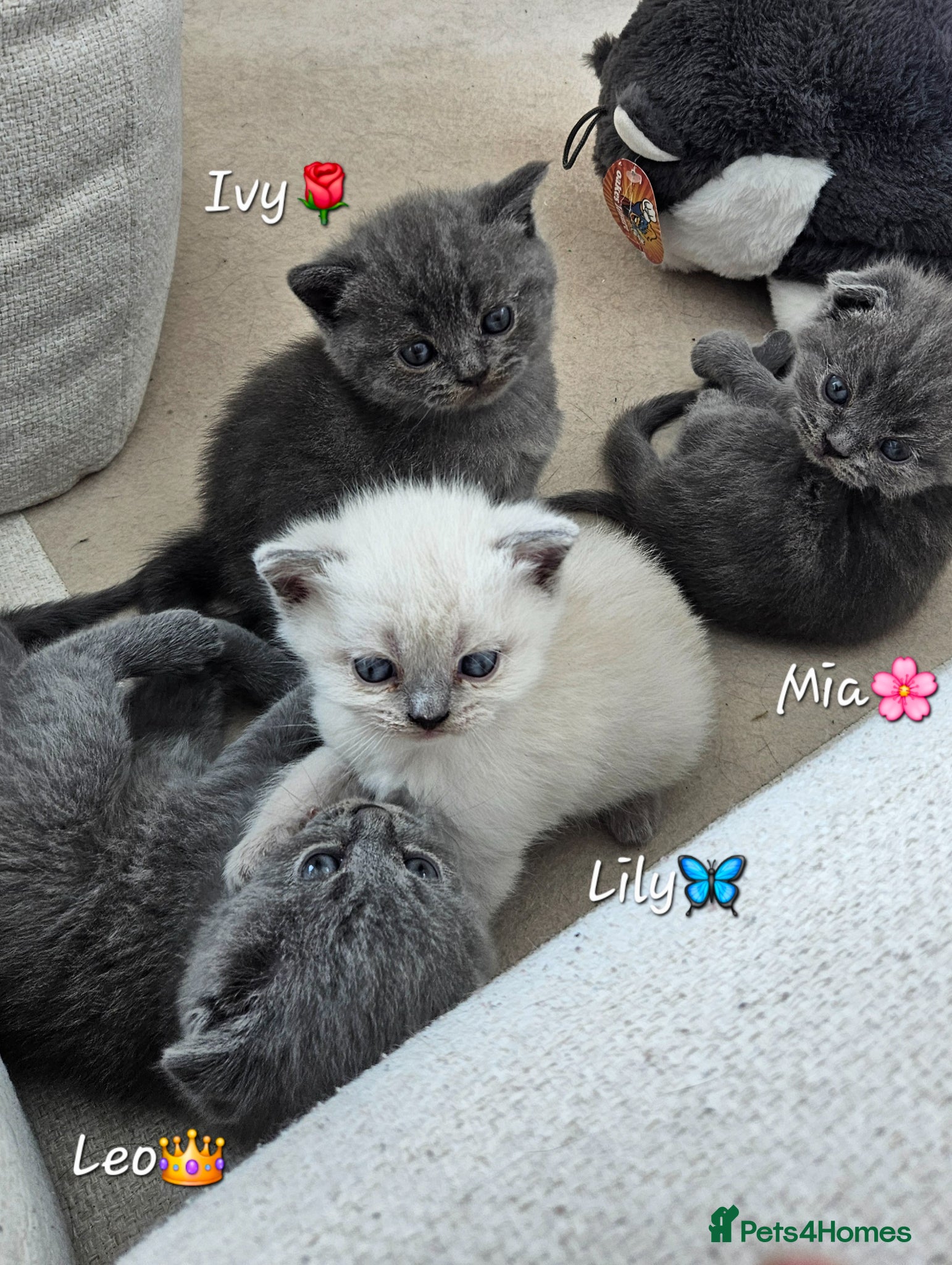 British Shorthair cats 🐱British Shorthair x Scottish Fold Kittens 👑✨️ - Advert 2