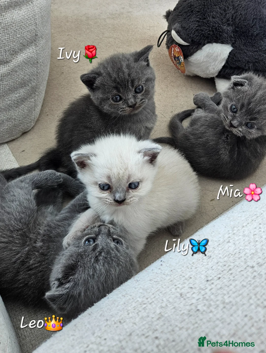 British Shorthair cats for sale: 🐱British Shorthair x Scottish Fold Kittens 👑✨️ - Advert 2