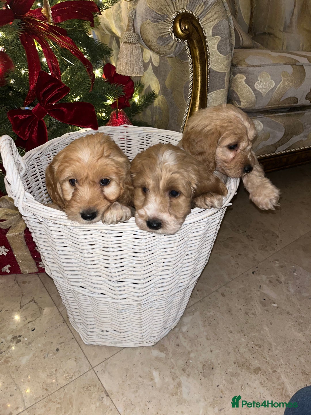 Cockapoo dogs for sale: F1 toy Cockerpoo  - Advert 18