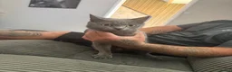 Mixed Breed cats for sale: Mixed British short hair and normal cat - Advert 1