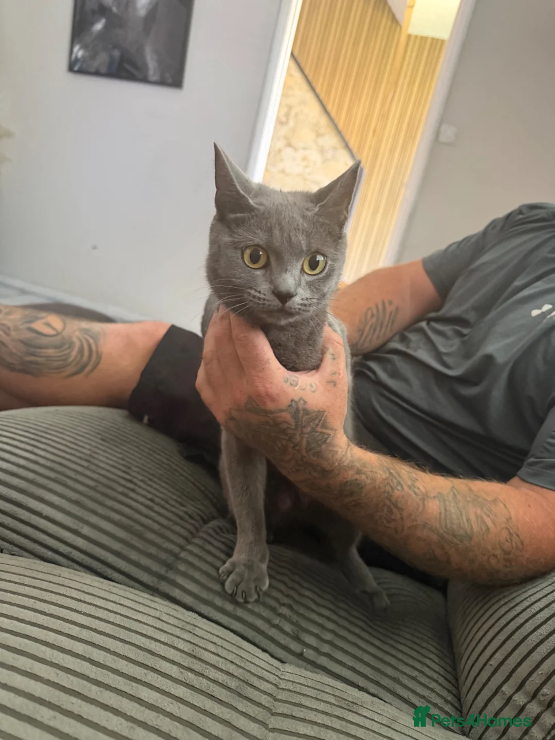 Mixed Breed cats for sale: Mixed British short hair and normal cat - Advert 1