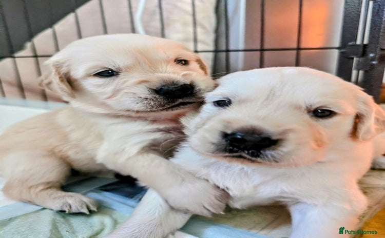 Golden Retriever dogs - Advert 1