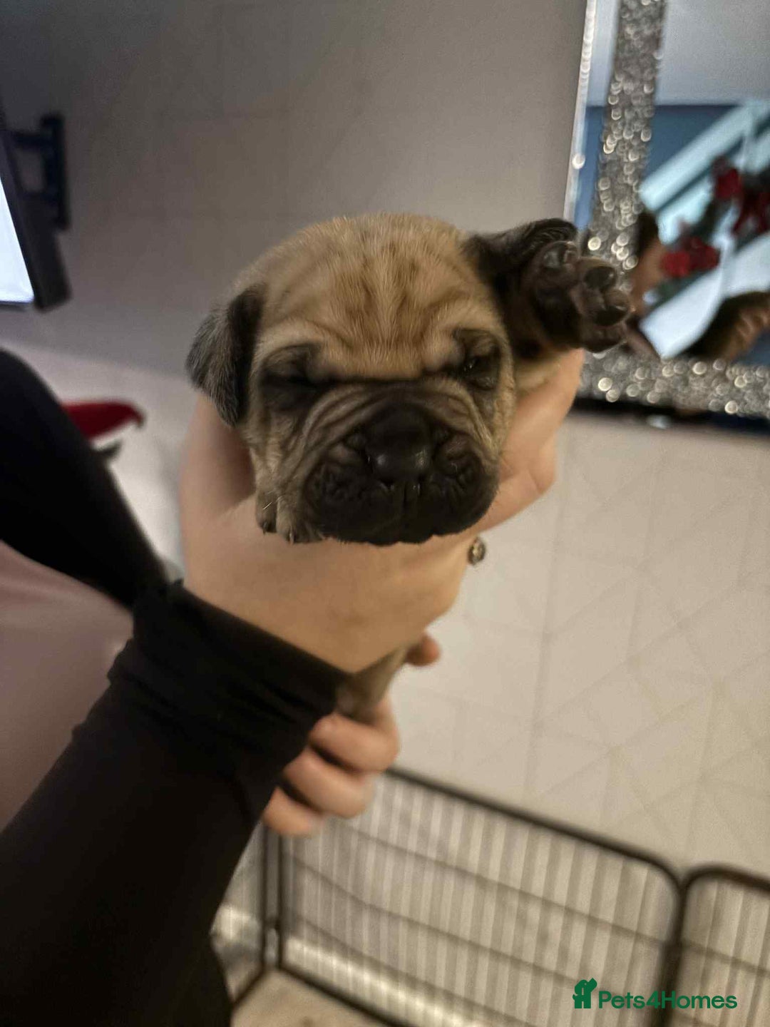 Mixed Breed dogs for sale: Cane corso  ** tiff - Advert 8