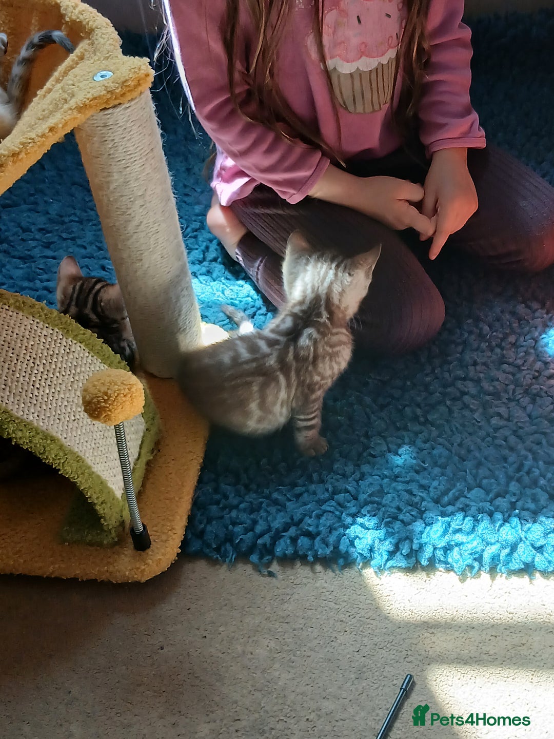 Bengal cats for sale: TICA Family-raised Bengal Kittens Vet Checked - Image 19