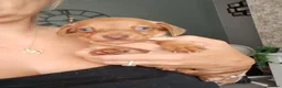 Chiweenie dogs for sale: Dachshund  - Advert 25