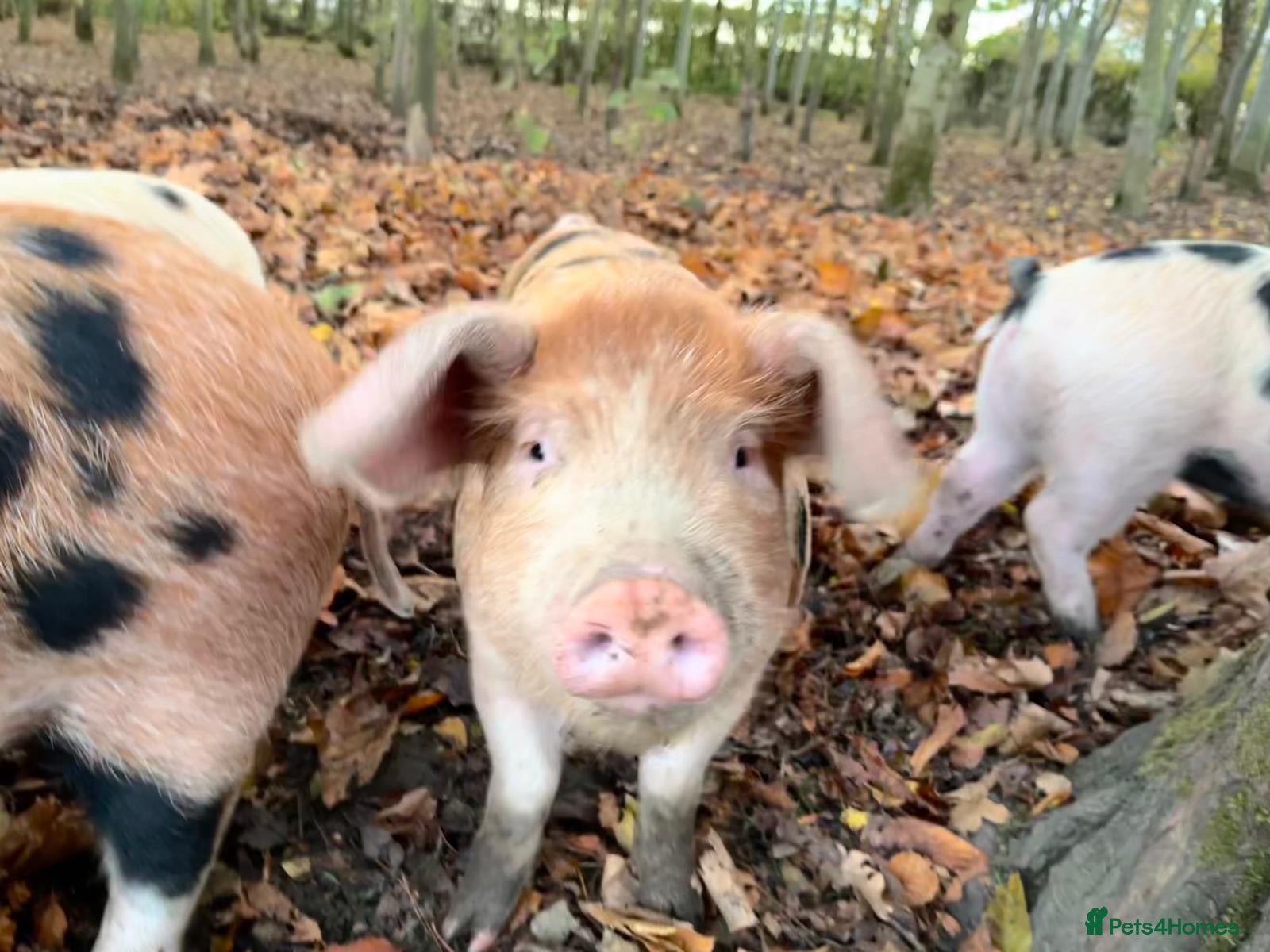 Pig livestock OSB x Gloucester old spot pigs  - Advert 19