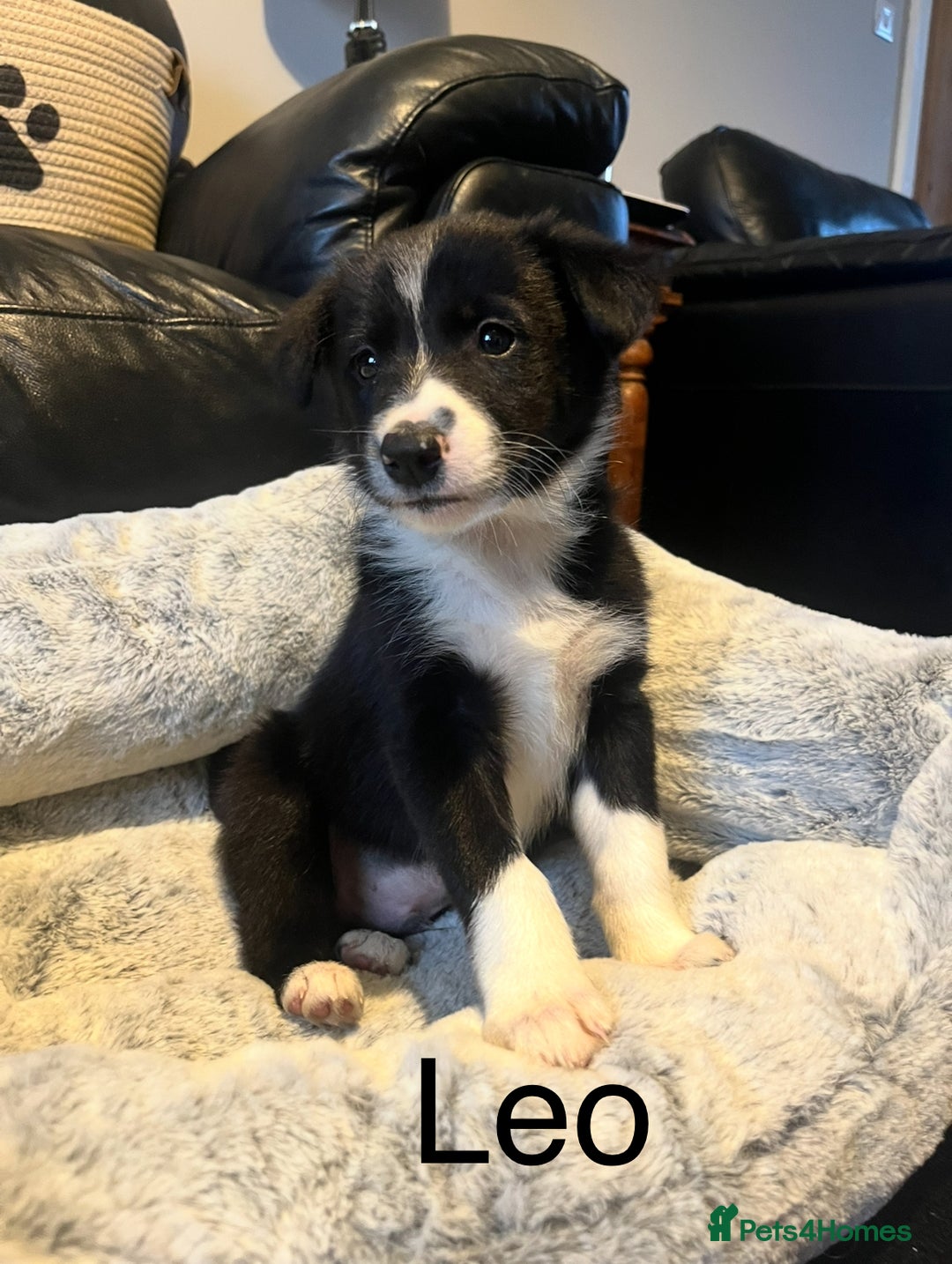 Border Collie dogs for sale: Lovely litter of 6 border collie puppies - Advert 7