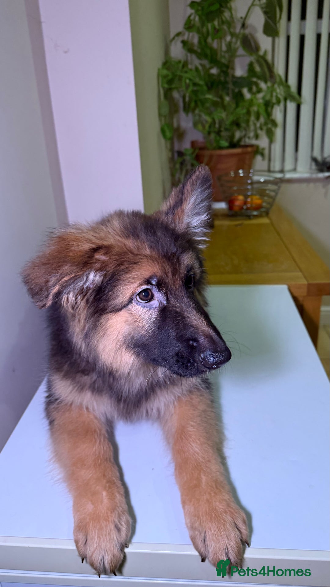 German Shepherd dogs for sale: *1 LEFT* RARE BLUE/BLACK KC REG GSD PUPS 💙 🐾 - Advert 12