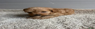 Cavapoo 5