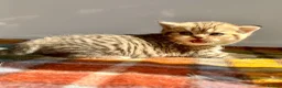 British Shorthair cats for sale: Golden Spotted Tabby British Shorthair Female - Advert 3