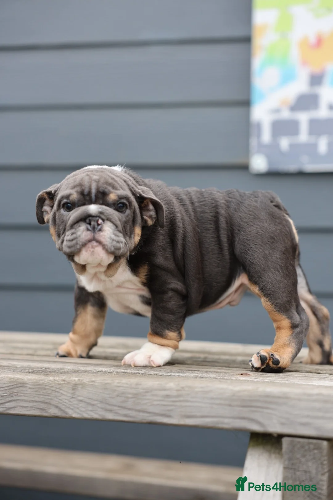 English Bulldog dogs for sale: 3 male English bulldog puppies  - Advert 13