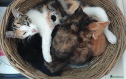 Mixed Breed cats for sale: Happy Healthy Playful Kittens - Image 14