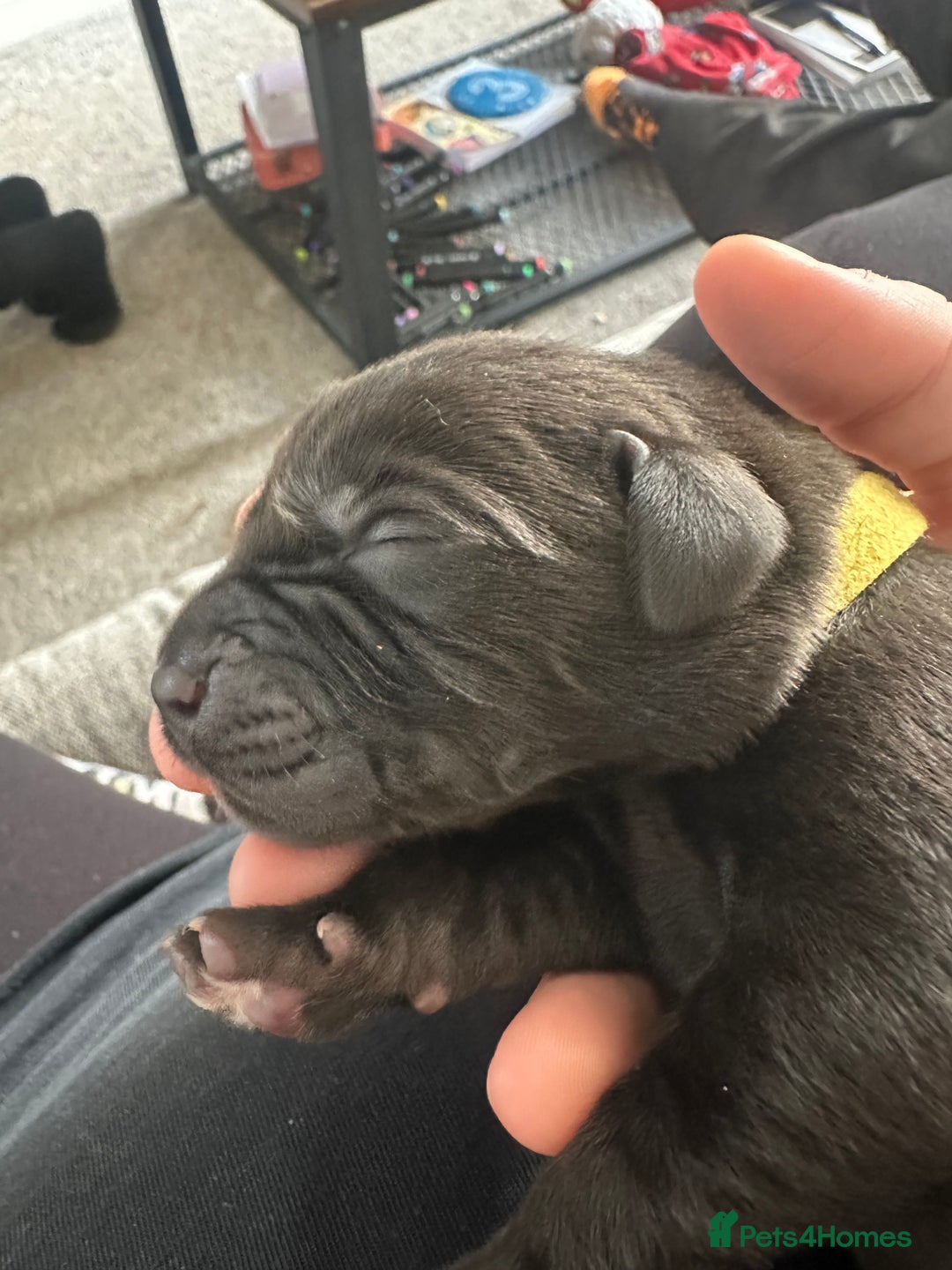 Labrador Retriever dogs for sale: Family bred Labradors ready October 28th  - Image 8