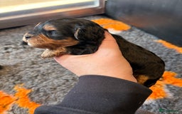Cavapoo dogs for sale: Teddy Bear Cavapoo’s Ready 25th November  - Image 3