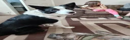 Mixed Breed dogs for sale: 4 yr old male in Wigan - Advert 1