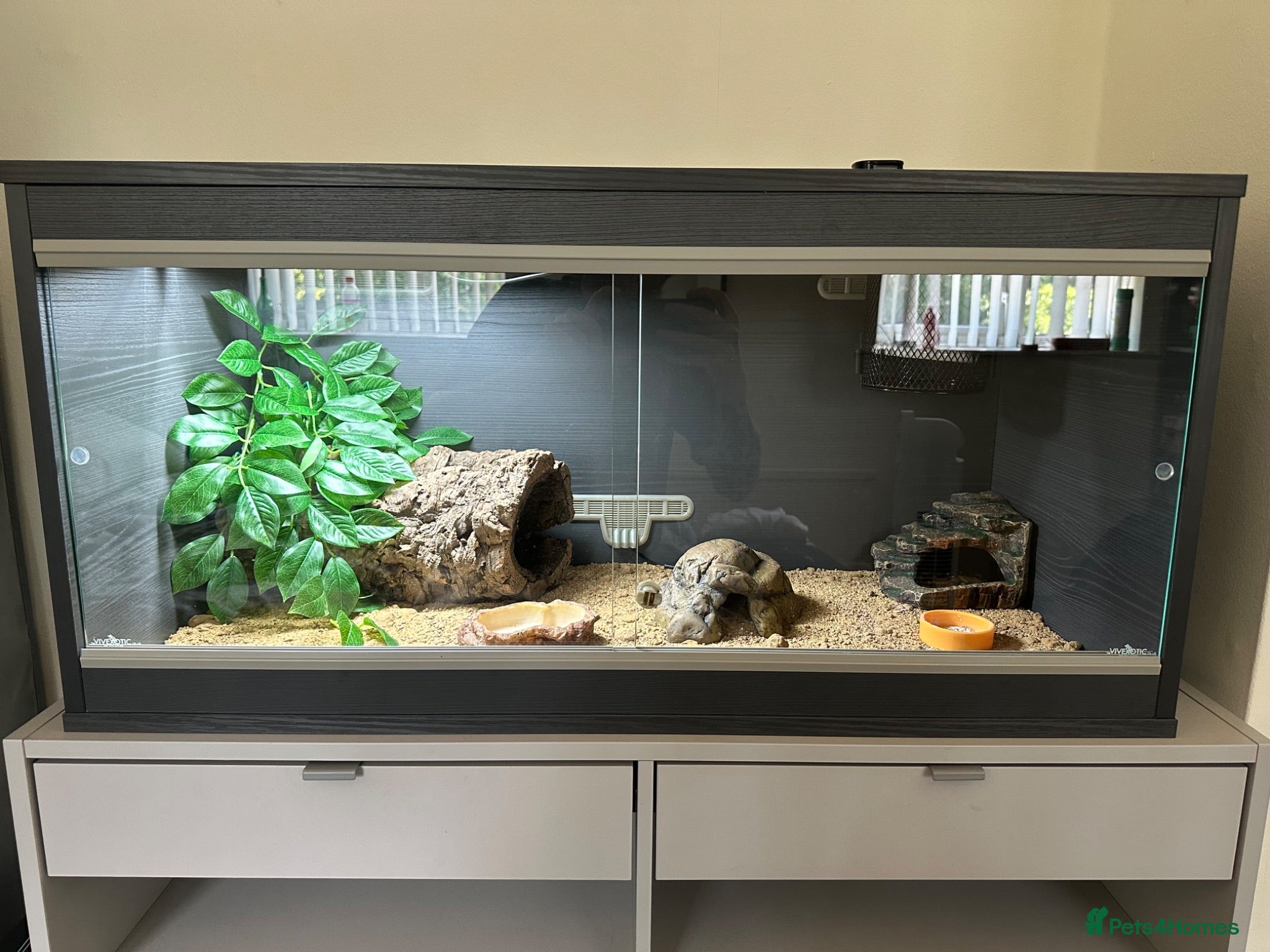 Leopard Gecko reptiles Female Leopard Gecko and Complete Set-Up - Advert 2
