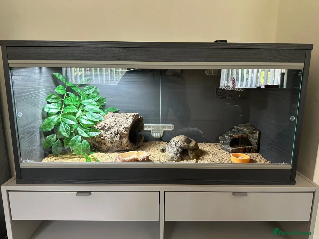 Leopard Gecko reptiles for sale: Female Leopard Gecko and Complete Set-Up in Chelmsford - Advert 2