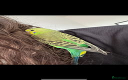 Budgerigars birds for sale: 2 beautiful budgies for sale. boy and girl in Colchester - Image 2