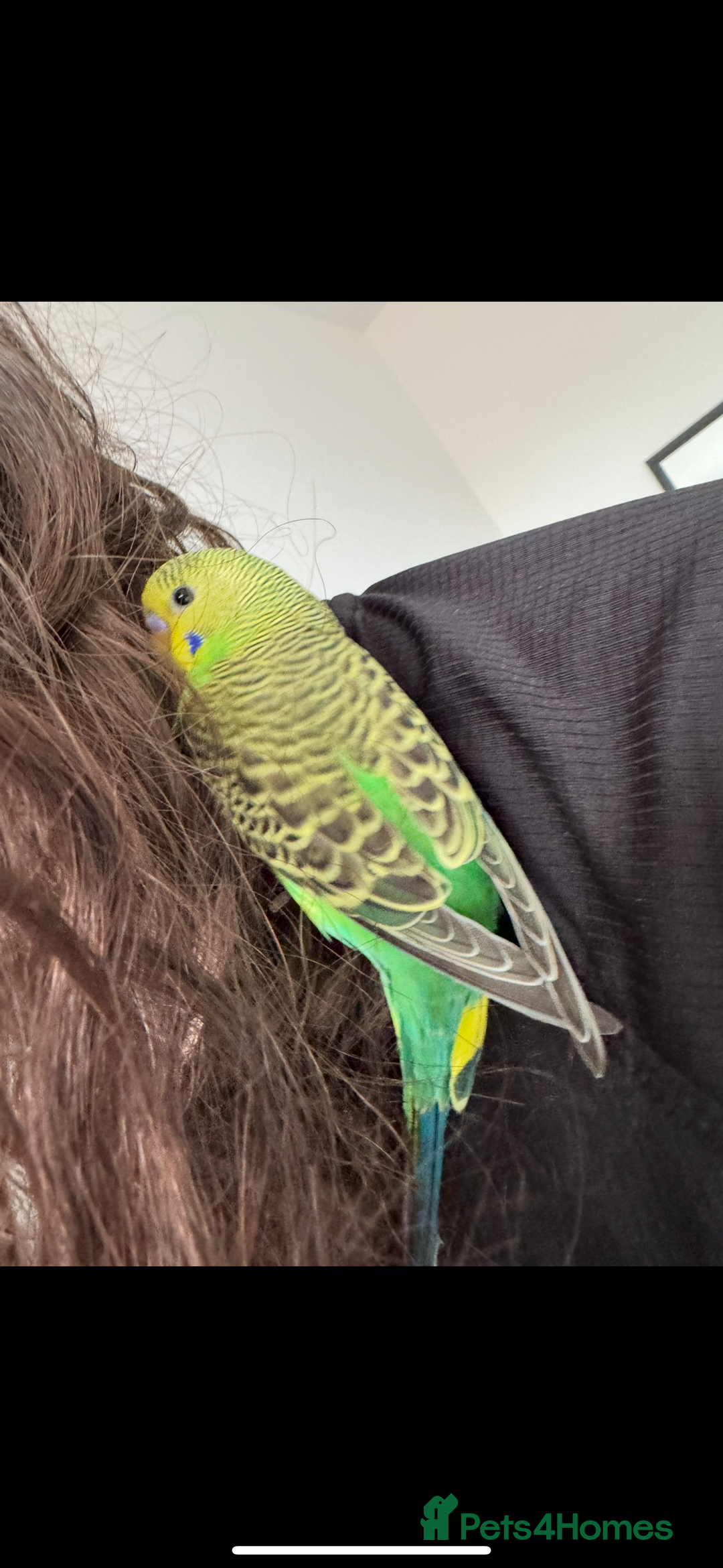 Budgerigars birds for sale: 2 beautiful budgies for sale. boy and girl in Colchester - Image 2