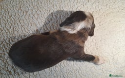 Sprocker dogs for sale: Gorgeous Merle Sprockers.  - Image 13