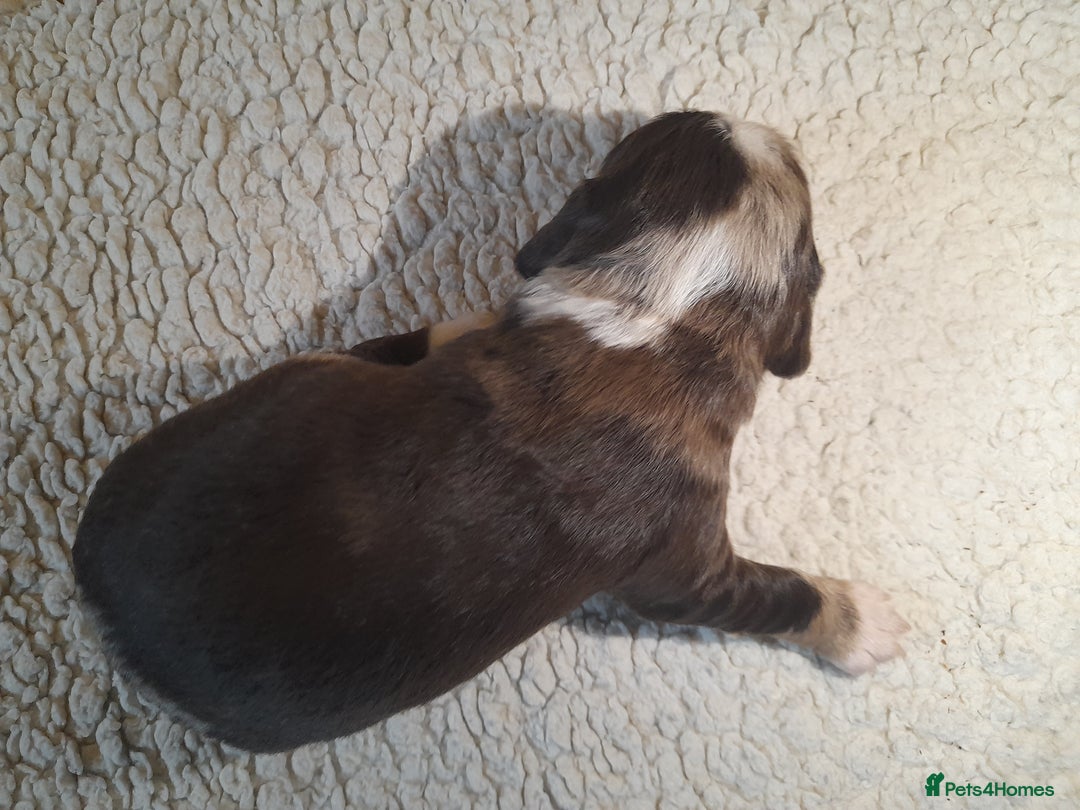 Sprocker dogs for sale: Gorgeous Merle Sprockers.  - Image 13