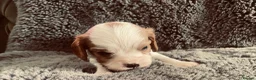 Cavalier King Charles Spaniel dogs for sale: KC Cavalier King Charles Puppies, All 4 Colours. - Advert 15