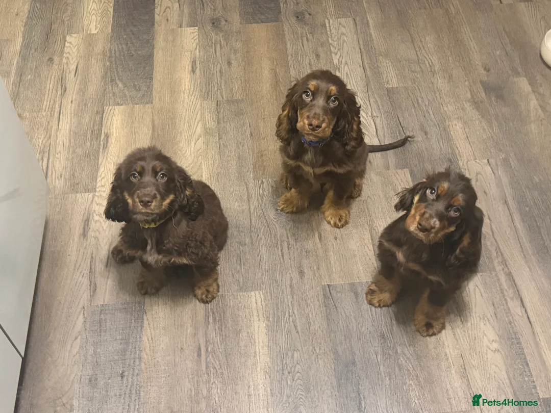 Cocker Spaniel dogs for sale: Chunky KC Cocker Spaniel Pup’s Ready Now - Advert 2
