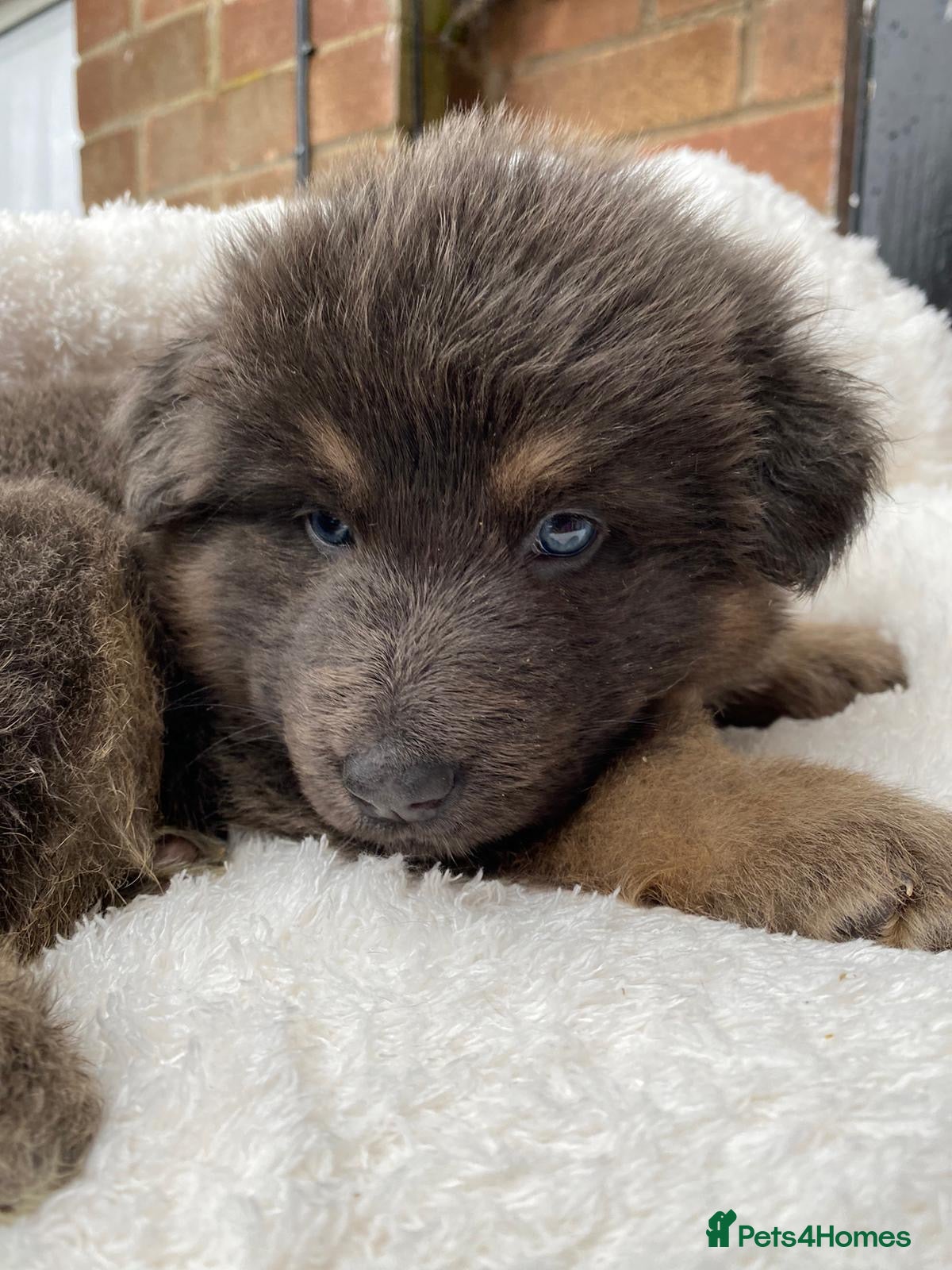 German Longhaired Pointer dogs Rare blue eyed Blue  straight back German Shepard - Advert 12