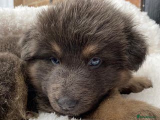 German Longhaired Pointer dogs Rare blue eyed Blue straight back German Shepard - Advert 7