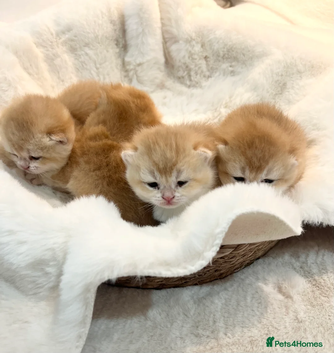 British Shorthair cats for sale: 🏆 Ny12 Golden British Shorthairs 🏆 - Advert 16