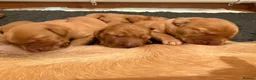 Labrador Retriever dogs for sale: Stunning litter of Fox Red Labrador puppies  - Advert 12