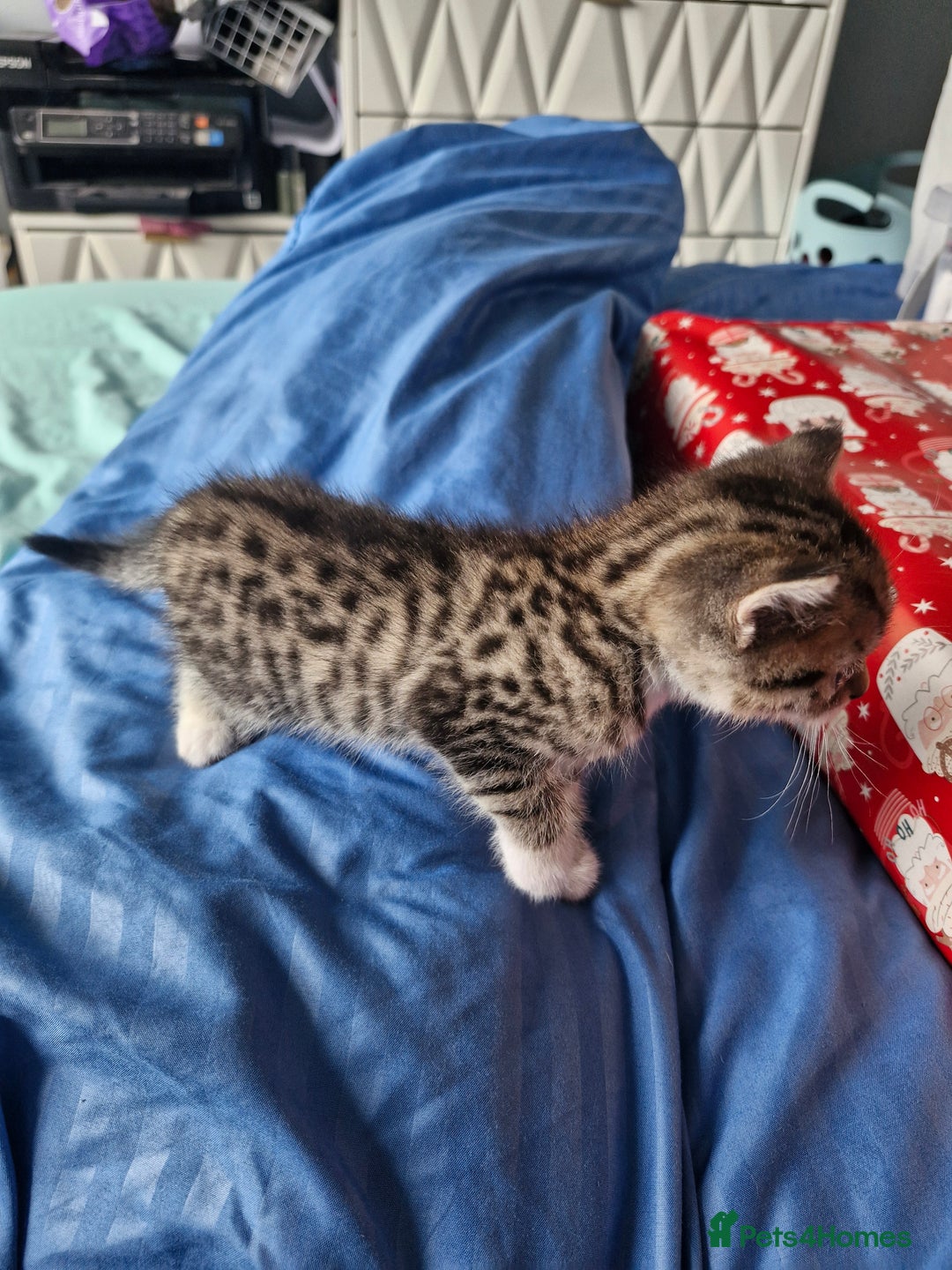 Mixed Breed cats for sale: 2 beautiful female bengal mix kittens  - Advert 4