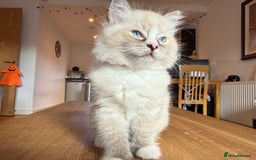 Ragdoll cats for sale: Ragdoll Kittens for Sale - Image 31