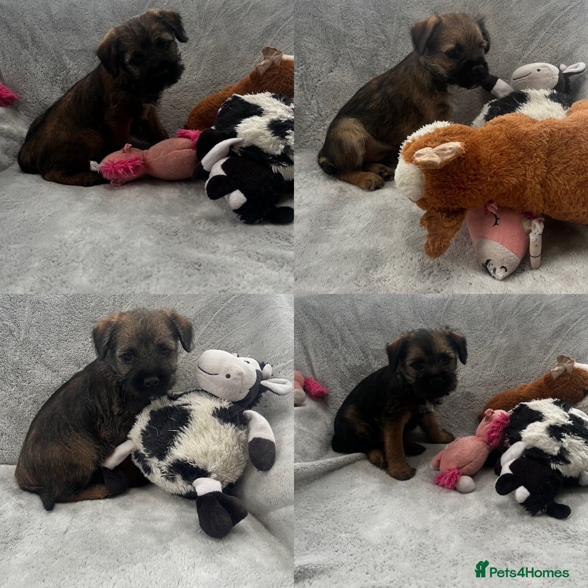 Border Terrier dogs PEDIGREE BORDER TERRIER PUPPIES - Advert 13