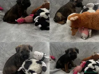 Border Terrier dogs PEDIGREE BORDER TERRIER PUPPIES - Advert 13