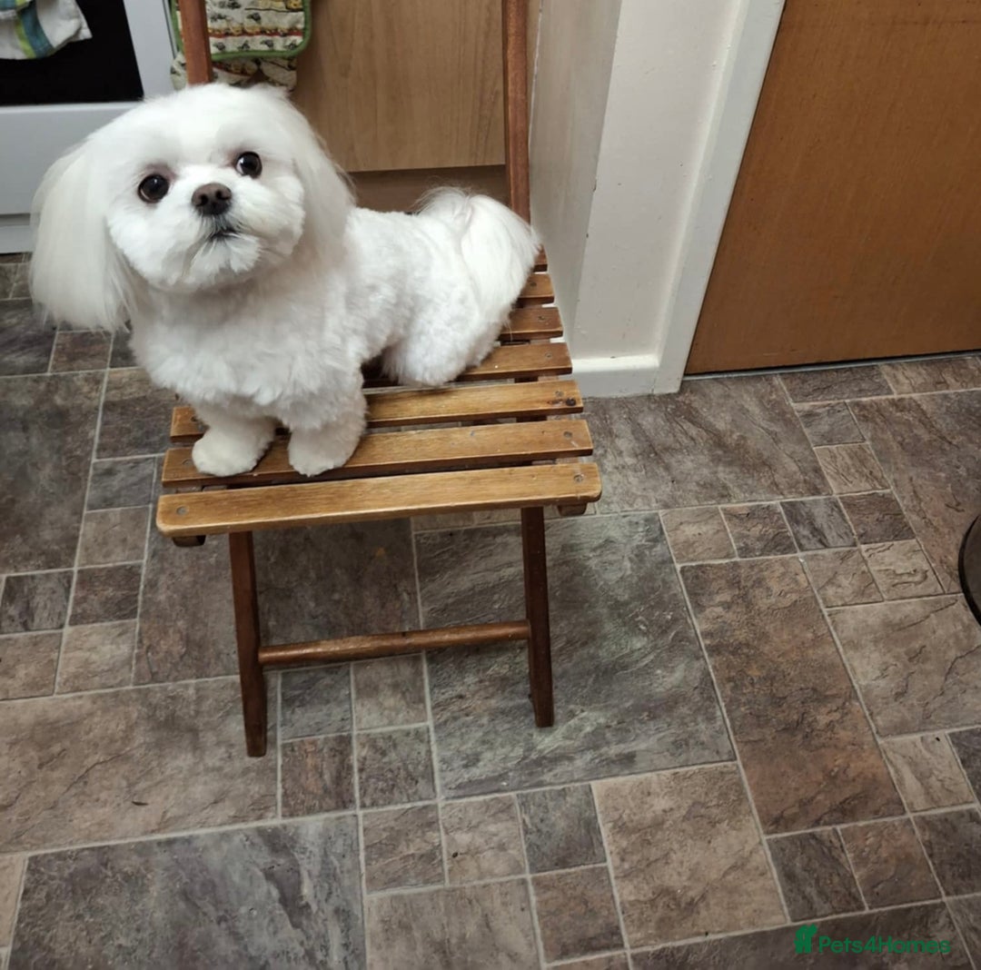 Maltese dogs for stud: Maltese for stud❗️ in Wakefield - Advert 2