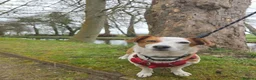 Mixed Breed dogs for adoption: CRETA - FOR ADOPTION - ACTIVE HOME ESSENTIAL  - Advert 6
