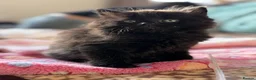 Mixed Breed cats for sale: Two Adorable Black Siberian Kittens for sale.  - Advert 5