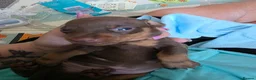 Miniature Dachshund dogs for sale: 7 beautiful little Dachshund  - Advert 25