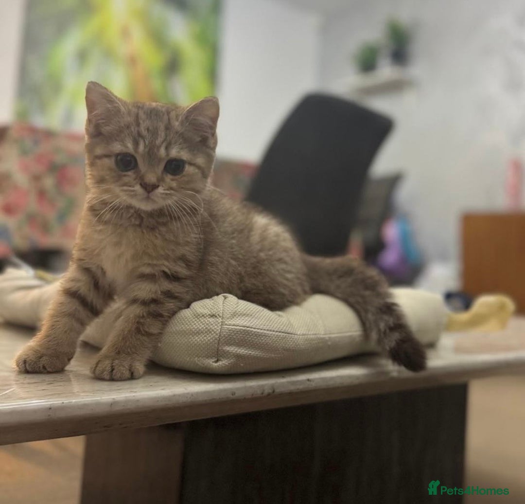 British Shorthair cats for sale: British shorthair  - Image 12