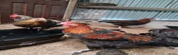 Chickens poultry for sale: Black Marren X Hens & Cockerals  - Advert 8