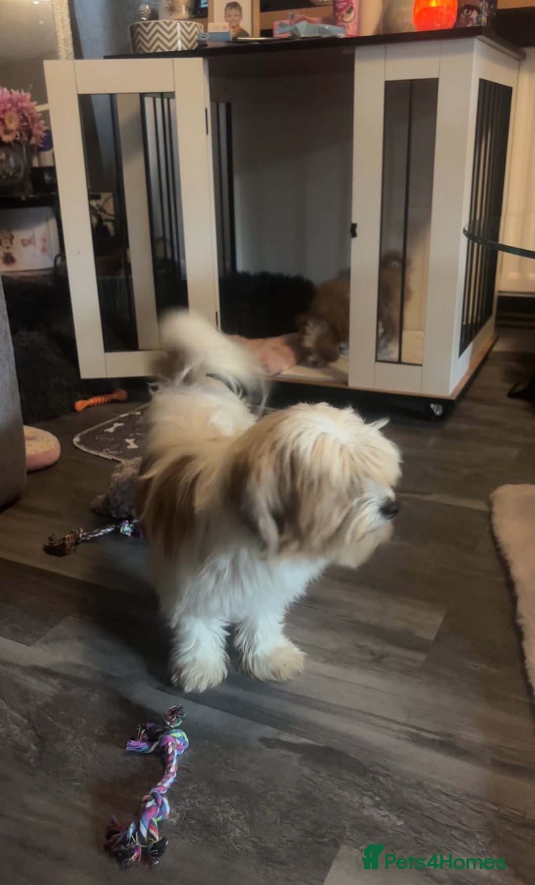 Mixed Breed dogs for sale: Chorkie-apso puppies  - Image 25