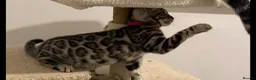 Bengal cats for sale: BENGAL 🔥 KITTENS TICA REGISTERED  - Advert 33