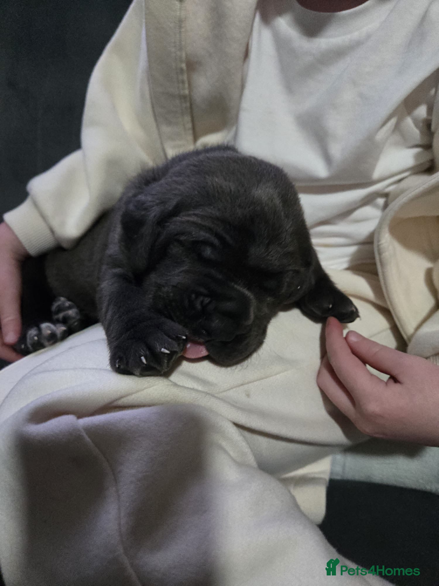 Cane Corso dogs for sale: Cane corso puppies  - Advert 19