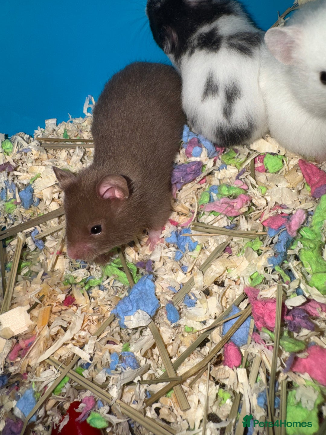 Hamster rodents for sale: Baby hamsters  - Advert 10